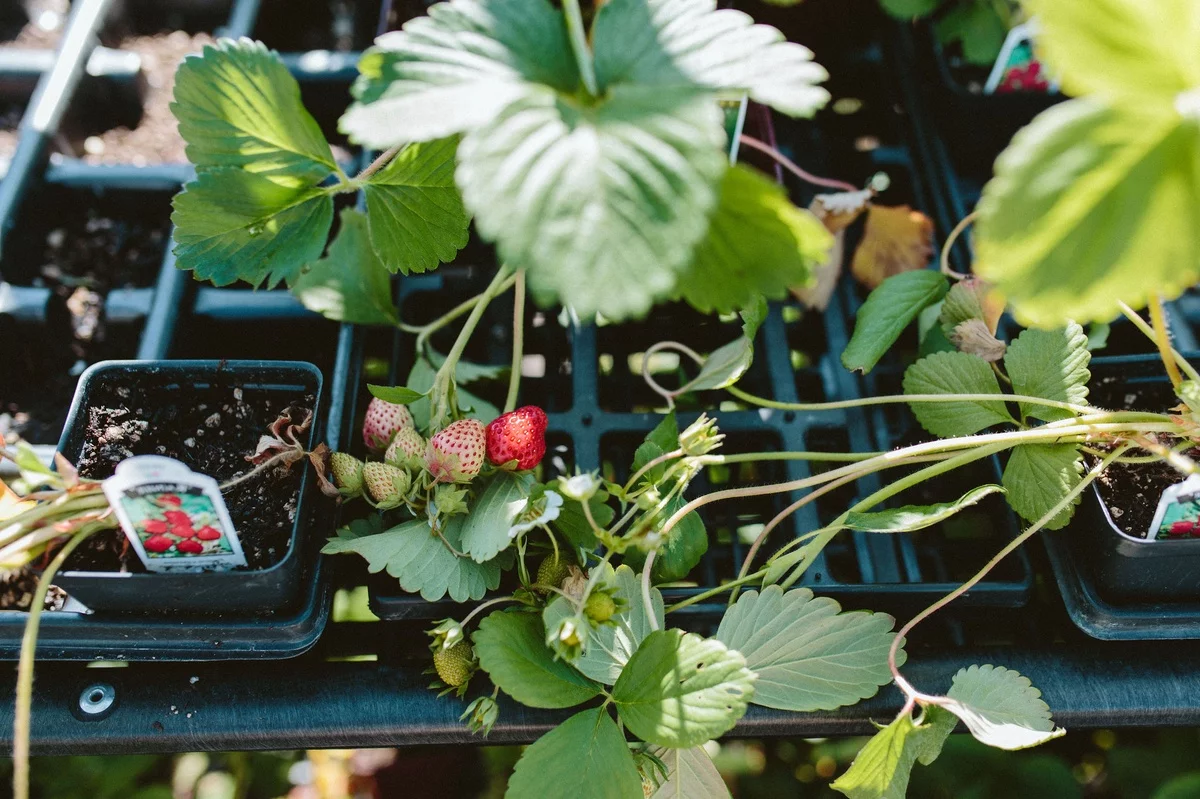 Erdbeeren pflanzen im Garten