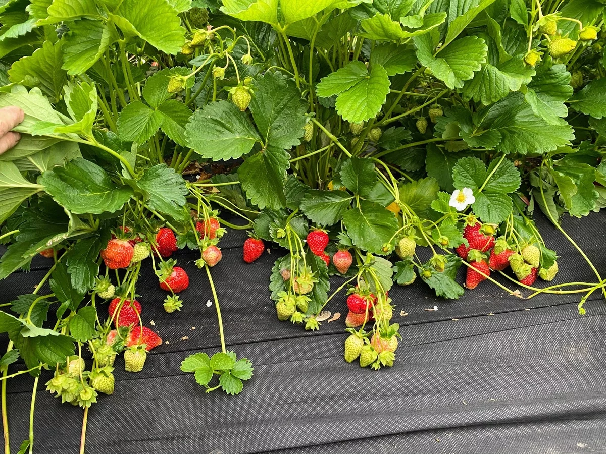 Erdbeeren pflanzen im Garten - erste reife Früchte 