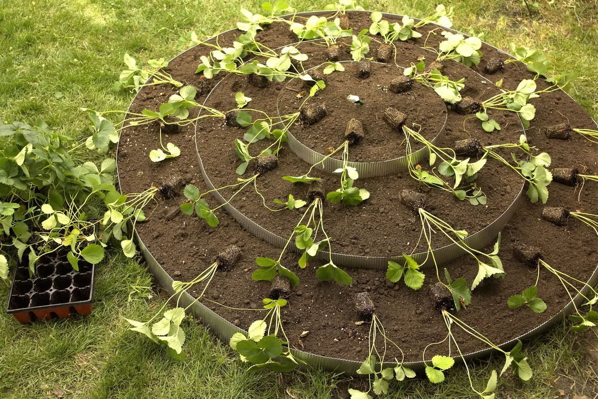 Erdbeeren pflanzen im Garten im runden Beet auf drei Neveaus 