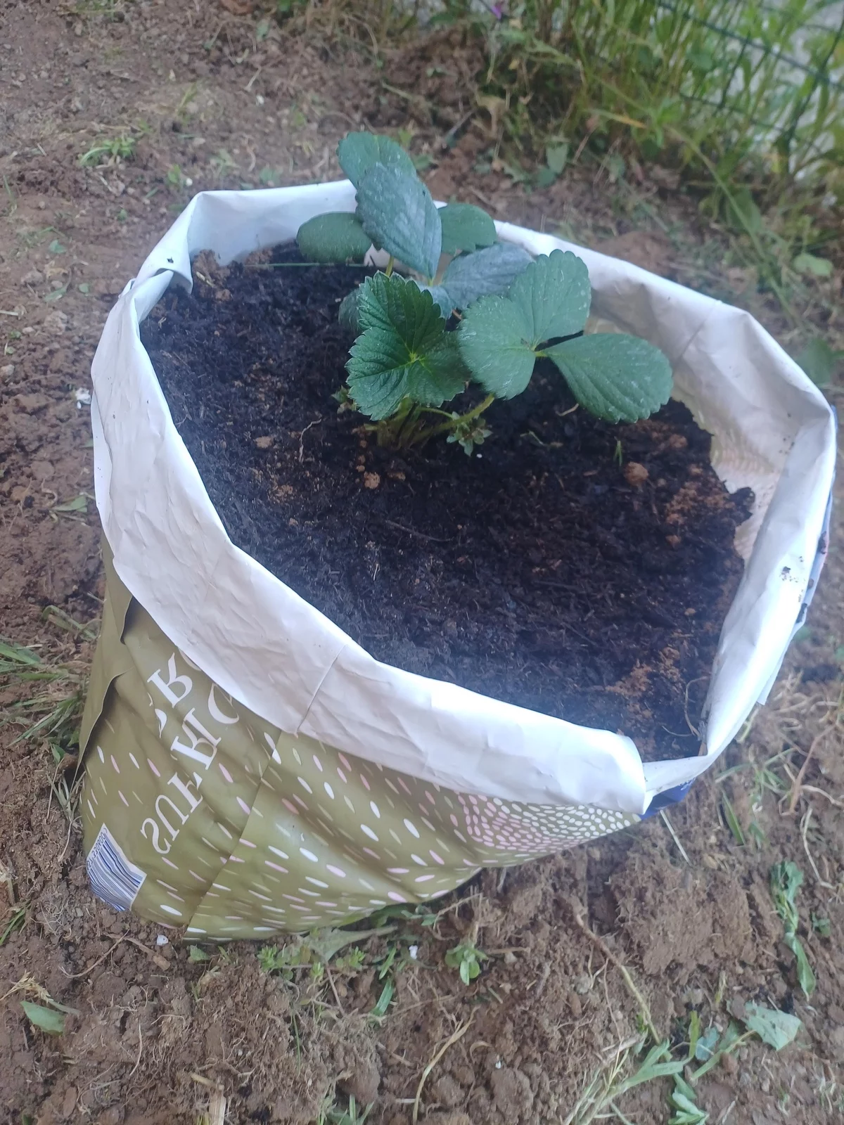 Erdbeeren pflanzen im Freien 