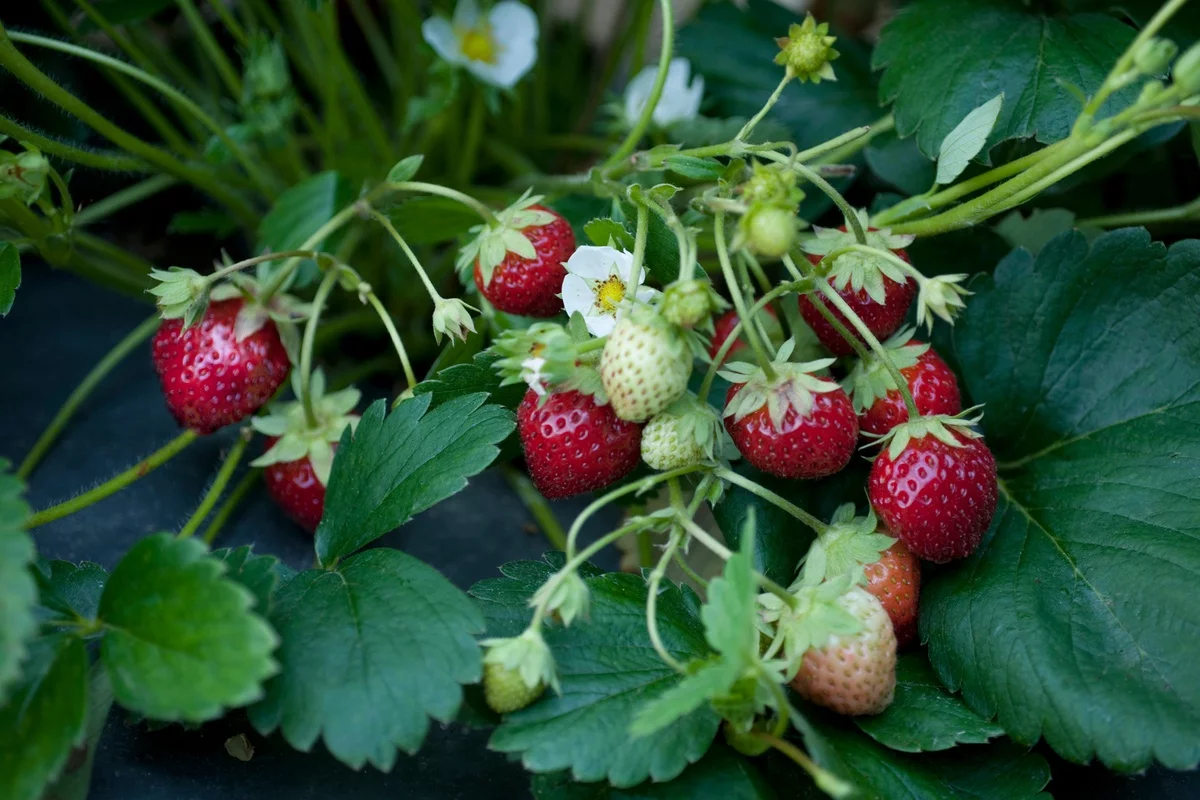 Erdbeeren im Garten sammeln 