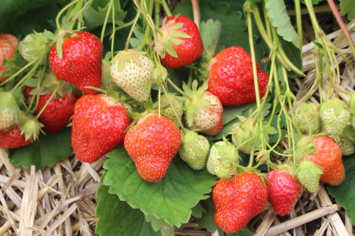 reife und unreife Erdbeeren im Beet 
