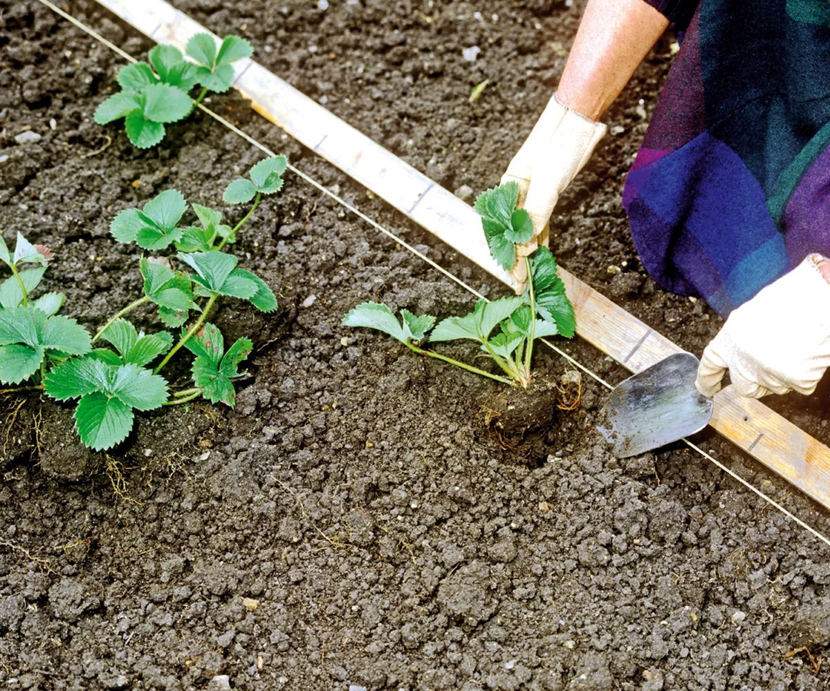 Erdbeeren pflanzen im Garten - ein Erdbeerenbeet formen 