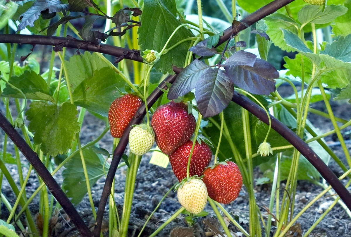 erste Früchte - Erdbeeren pflanzen im Garten