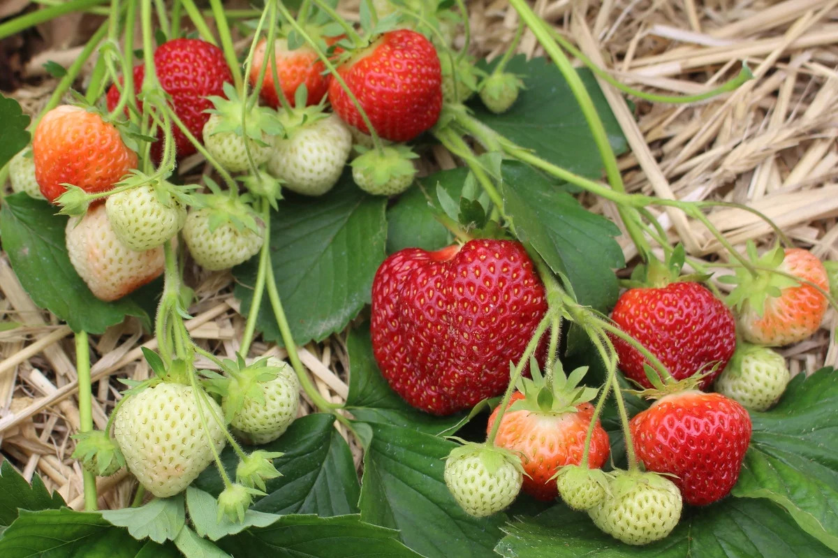 Erdbeeren pflanzen im eigenen Garten 