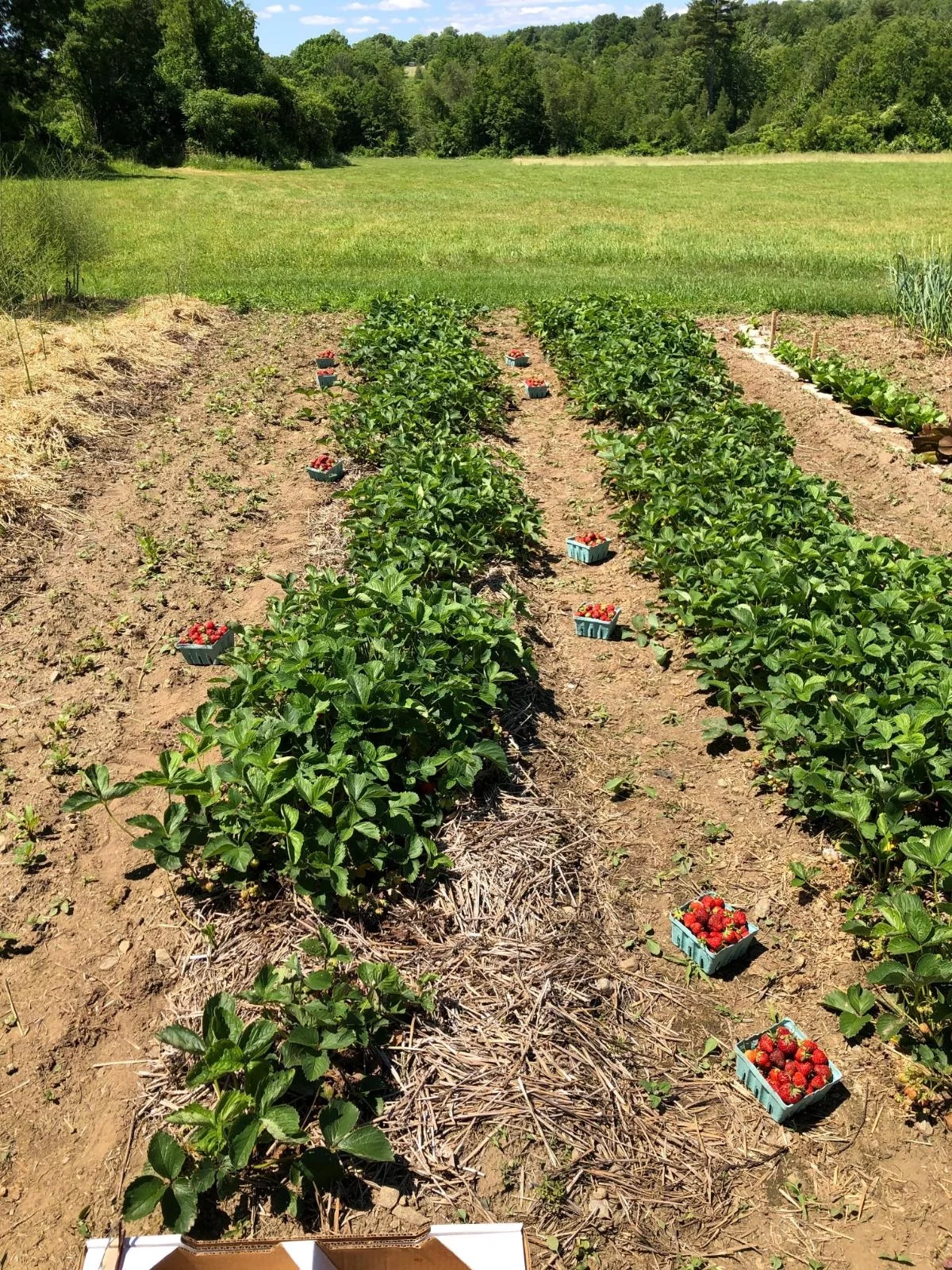 Garten mit Erdbeerenbeeten und gute Ernte 