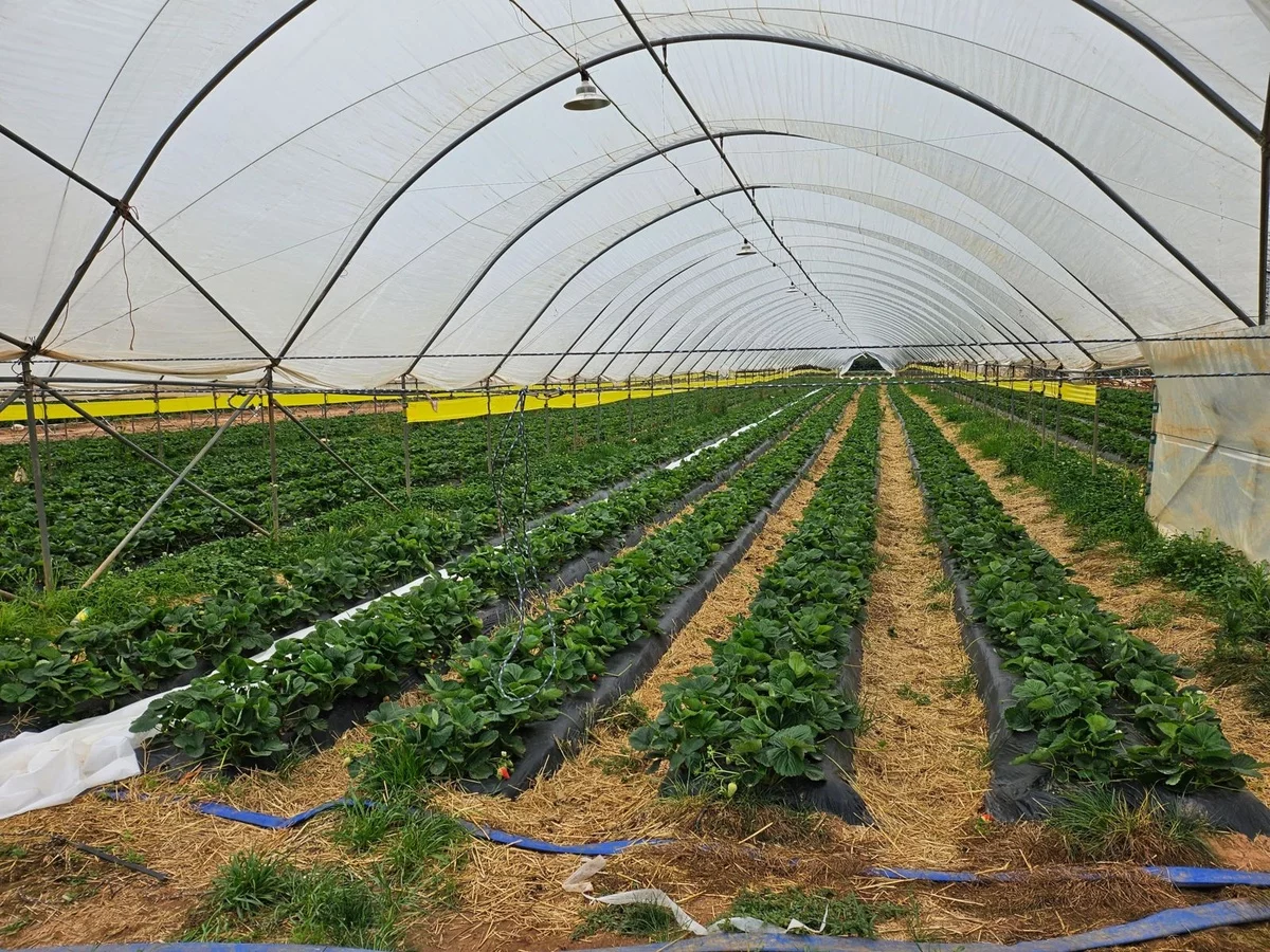 Erdbeeren pflanzen im Treibhaus - gut geformte Beete
