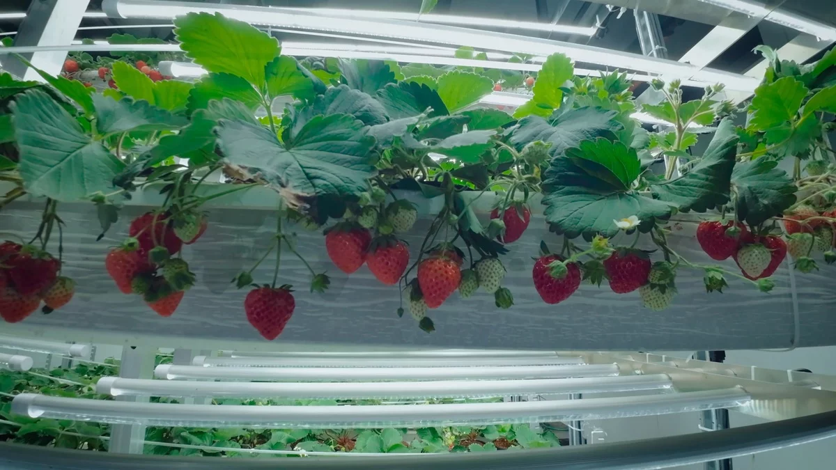 hängende Erdbeeren pflanzen - spezielle Technologie 