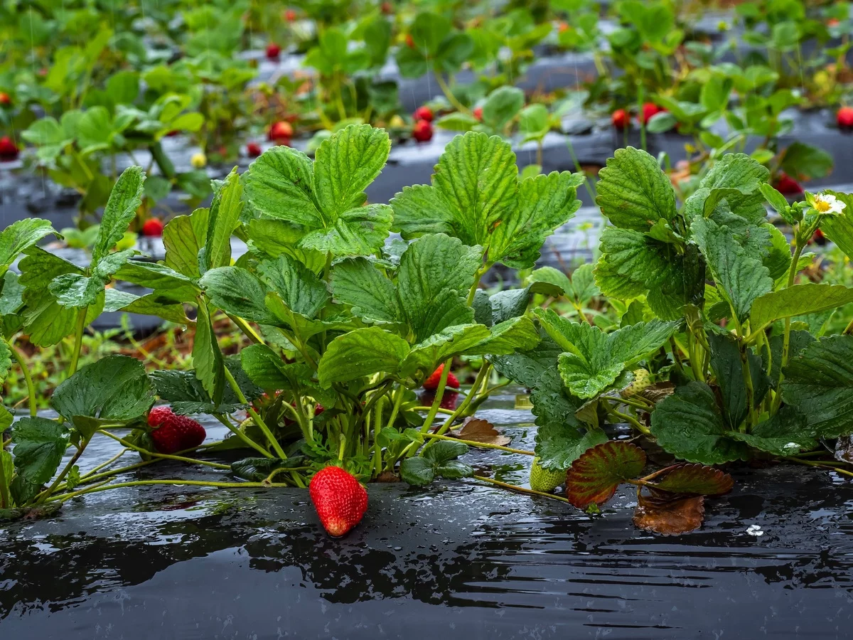 Erdbeeren pflanzen und pflegen im Garten 