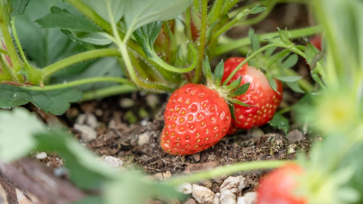 reife Erdbeeren im Beet 