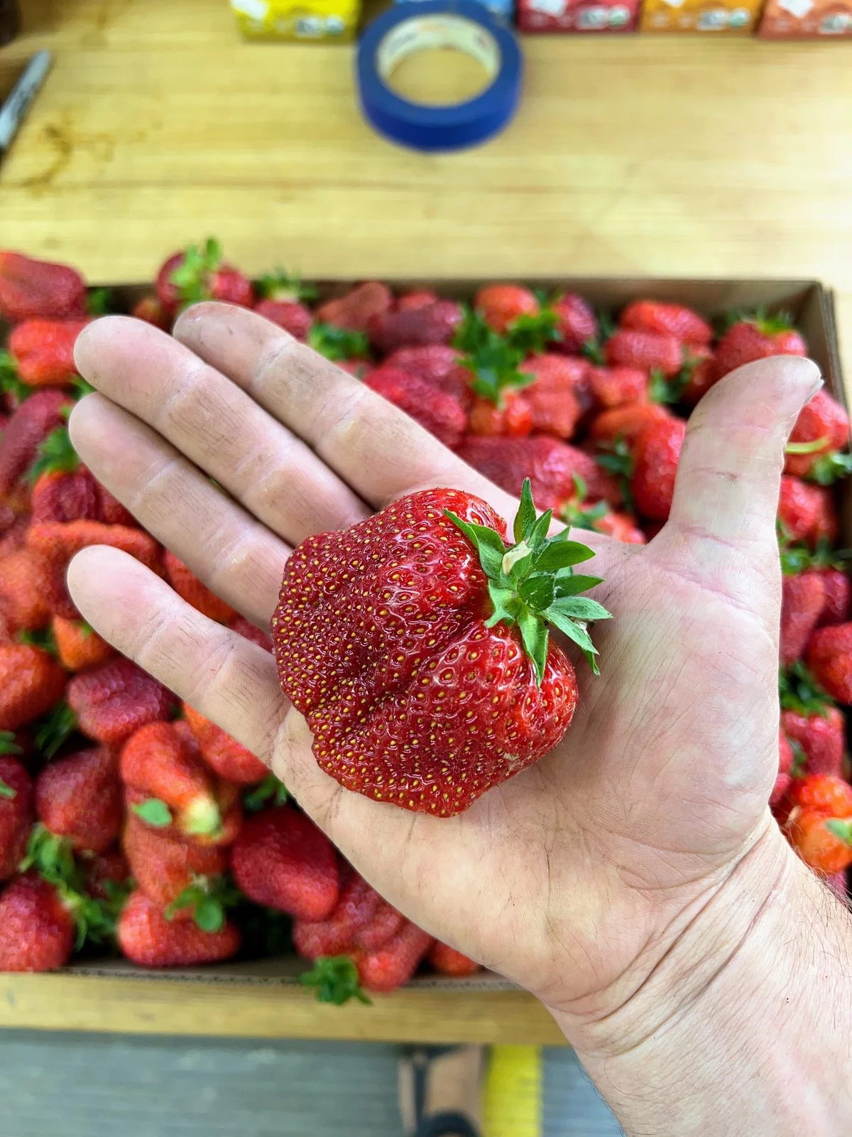 eine große Erdbeere in der hand des Hobbygärtners 