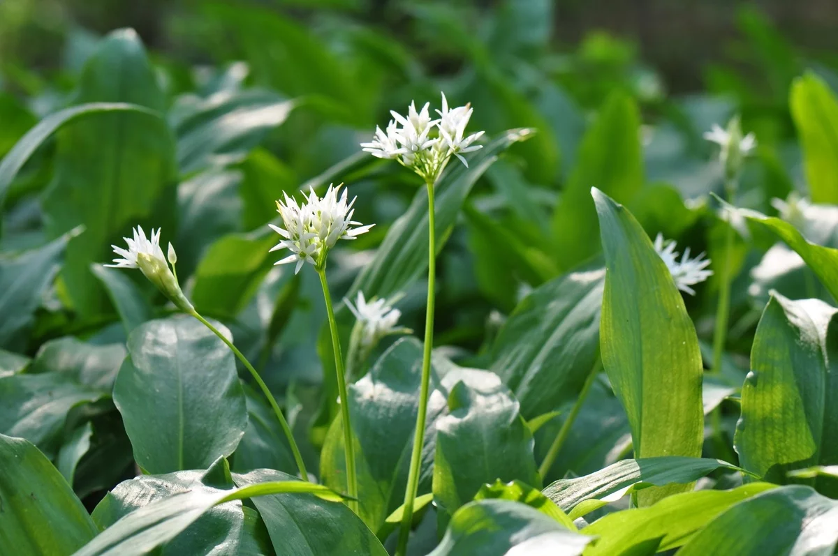 die Blütezeit von Bärlauch ist Mitte Mai