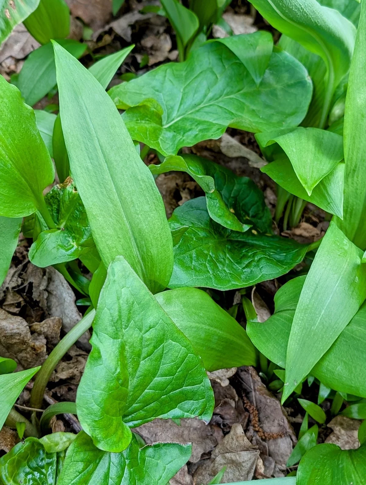 die Bärlauch-Blätter sind zum Verwechseln ähnlich mit diesen der Doppelgänger 