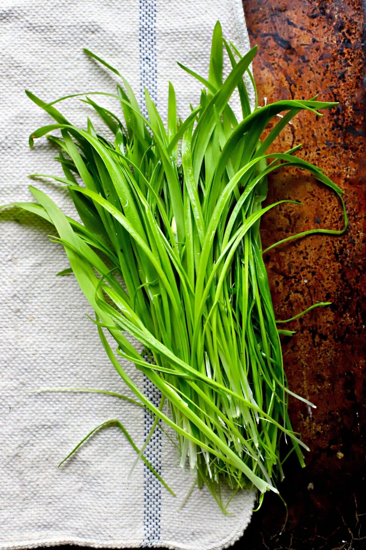 frisch gepflückte Bärlauch-Blätter 