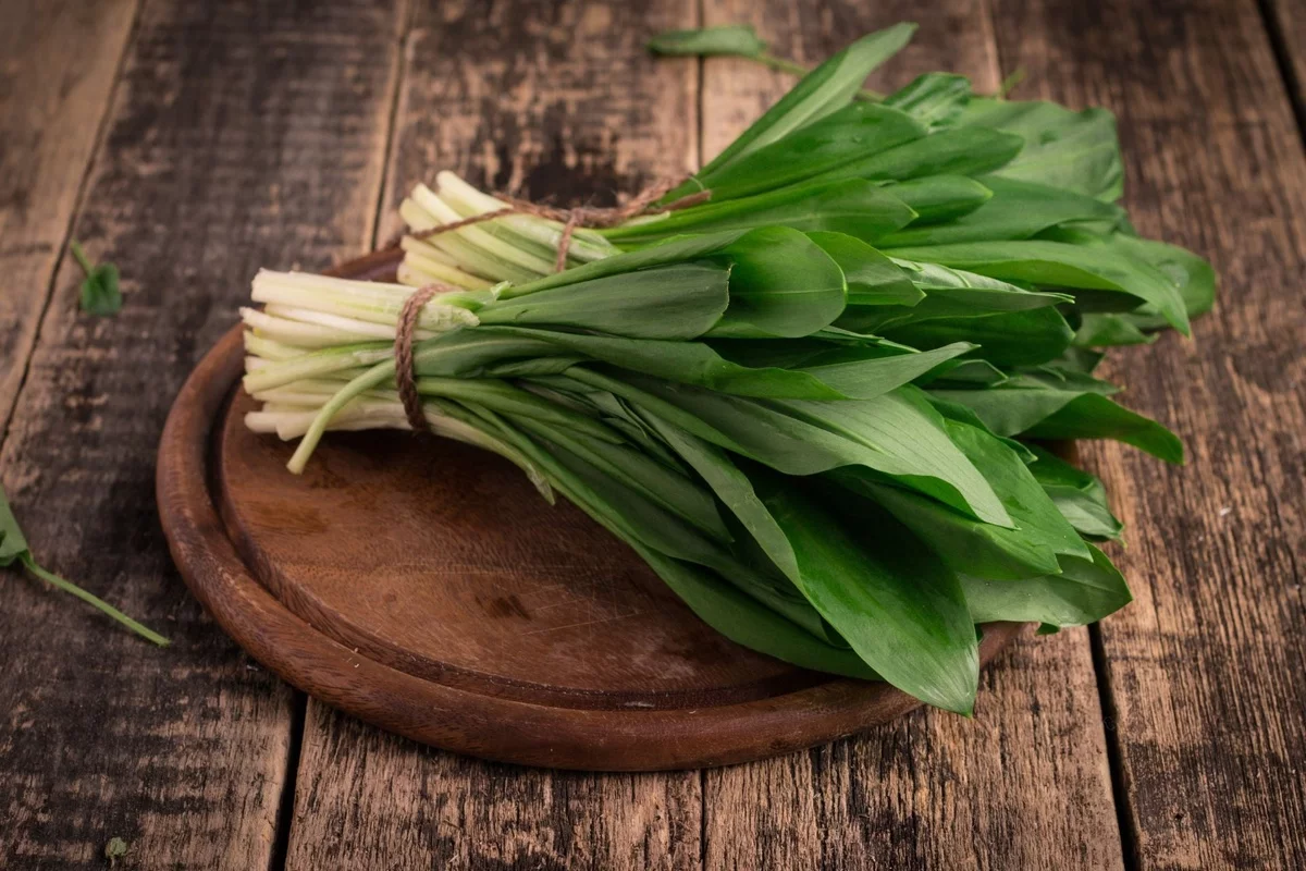 grüne Bärlauch-Blätter in Bündel 