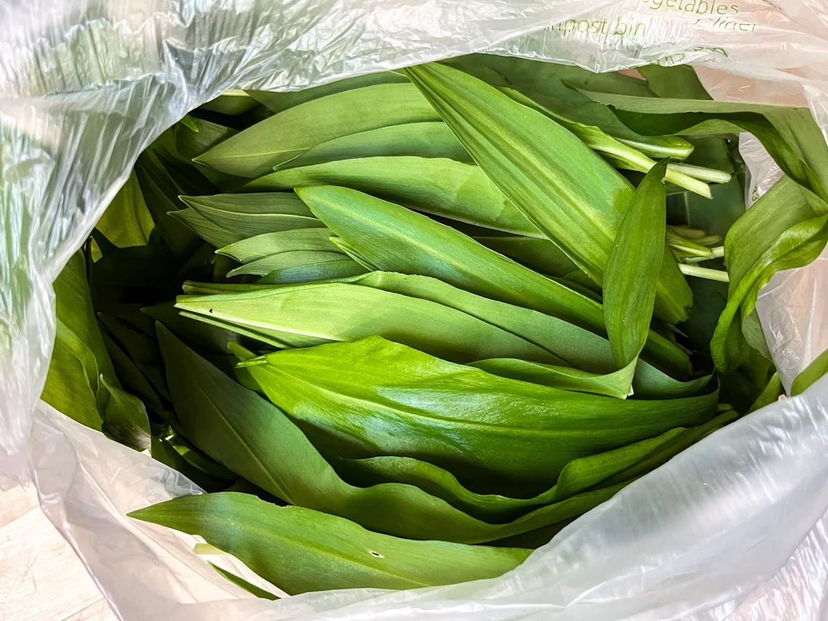 Bärlauch - gesunde Wildpflanze mit grünen Blättern 