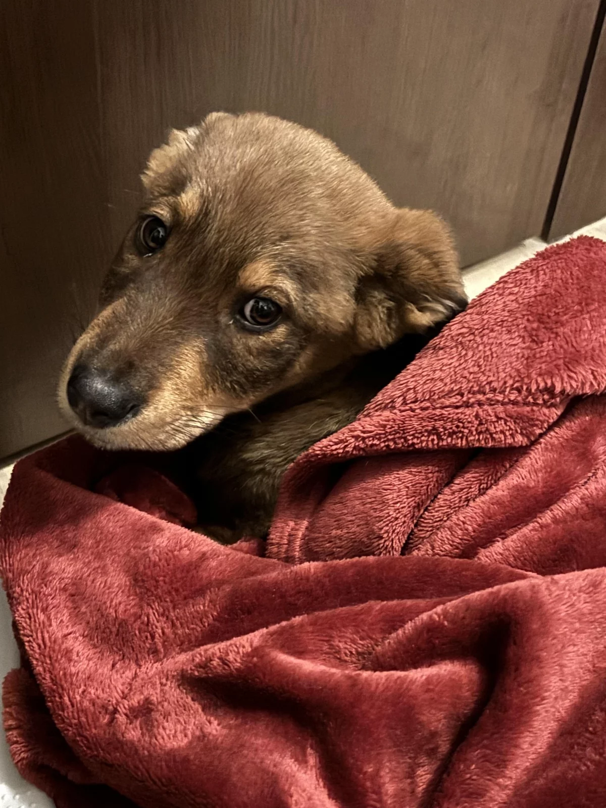 kleiner Hund unter einer weichen Wurfdecke