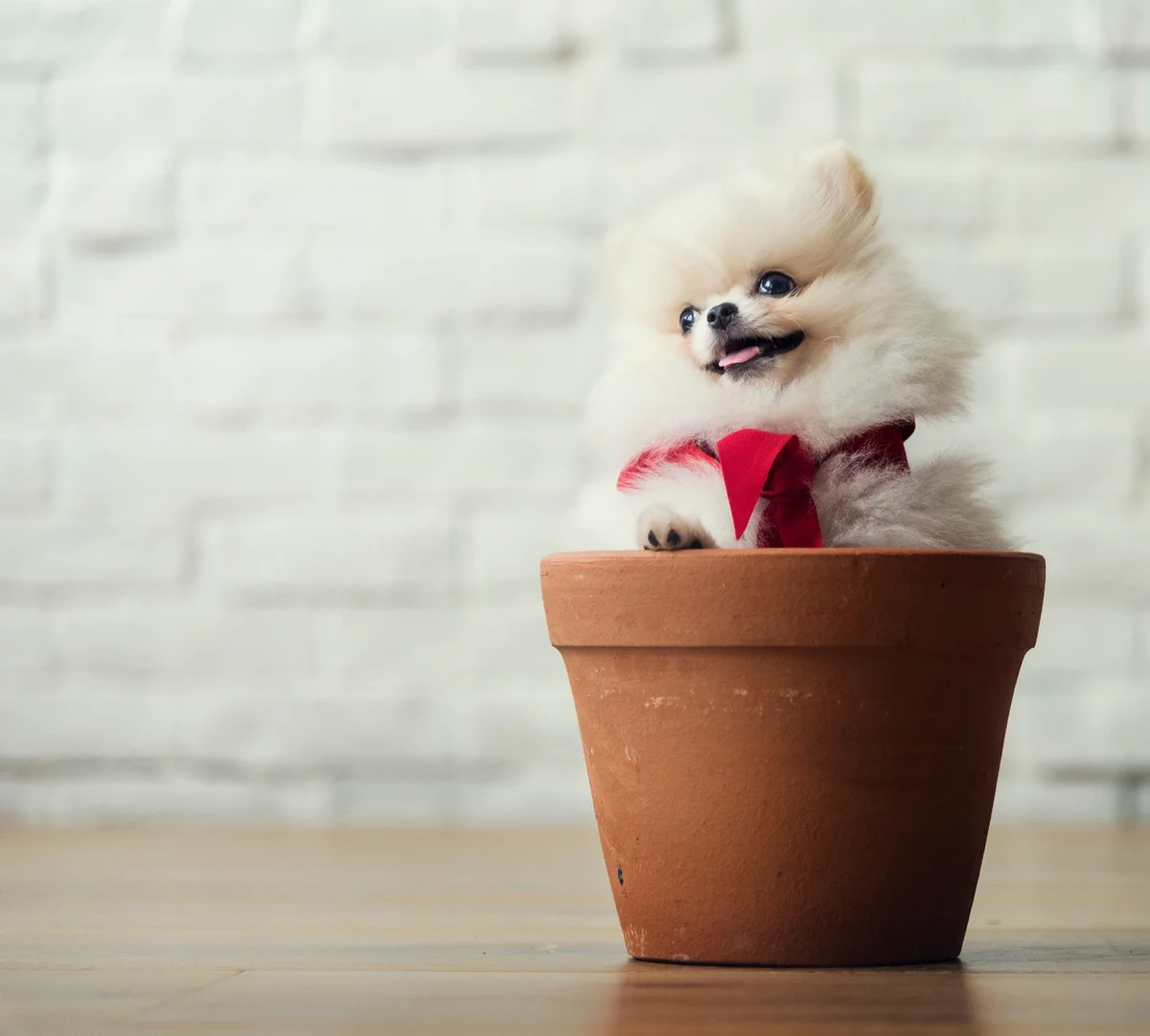 Pomeranian - süßer Welpe sitzt im Blumentopf