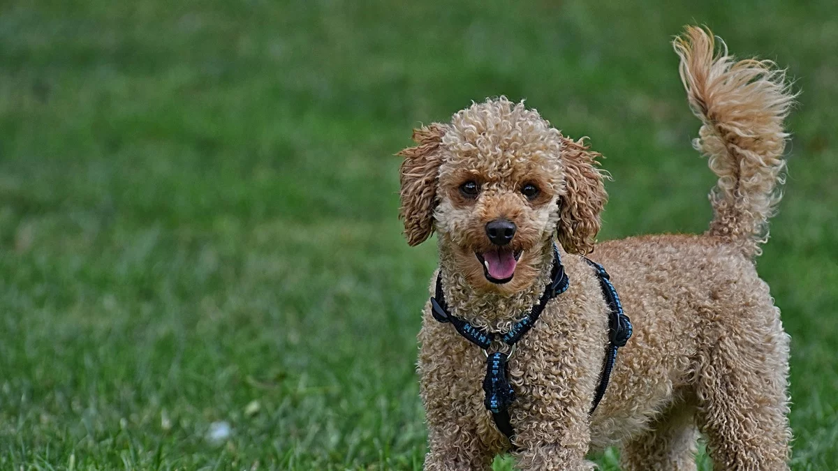 süßer Welpe auf dem grünen Rasen
