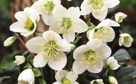 üppige weiße Blüten der Christrose