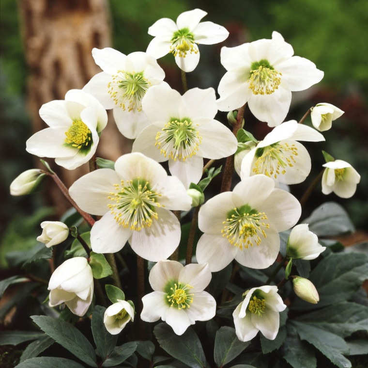 üppige weiße Blüten der Christrose