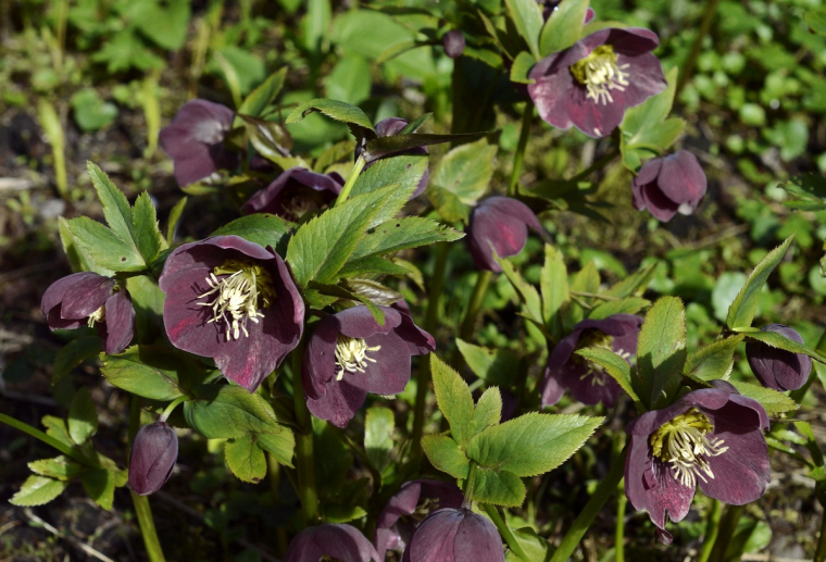 Schwarze Nieswurz iist ein Blickfang m Garten