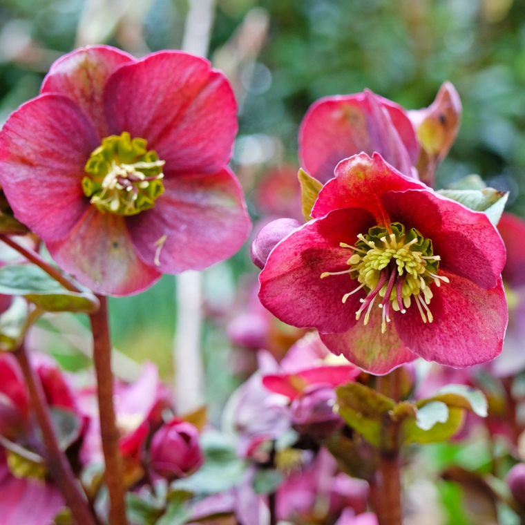 rote Blüten der Christrose dank moderner Züchtung
