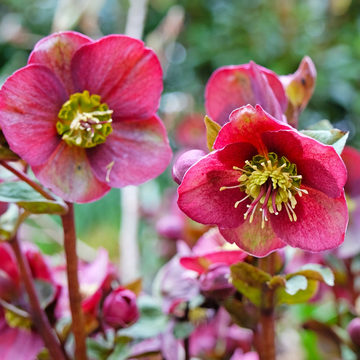 rote Blüten der Christrose dank moderner Züchtung