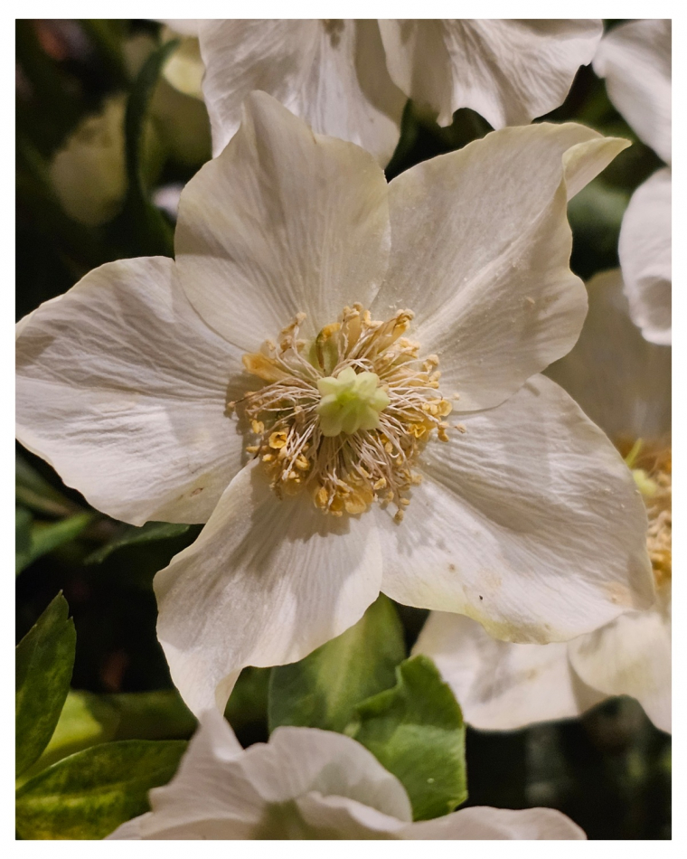 weiße Schneerose im Winter
