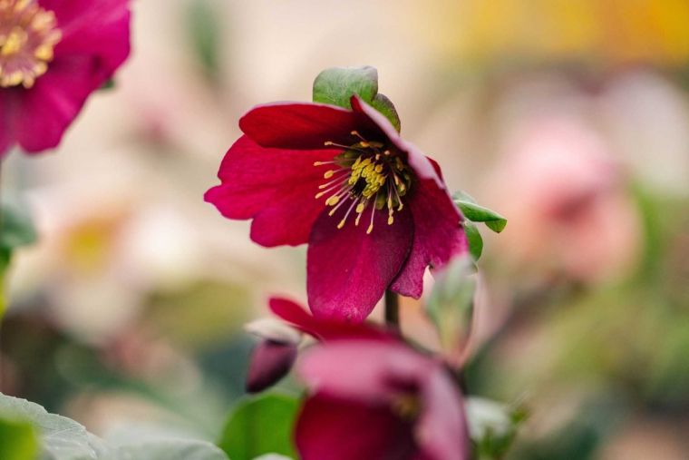 schöne zarte Blüten in Rot