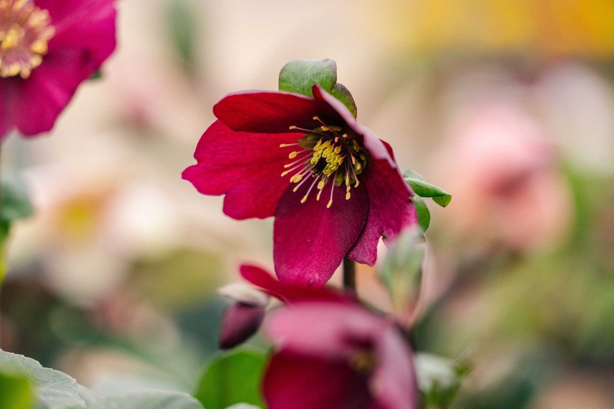 schöne zarte Blüten in Rot