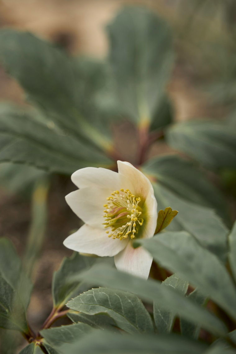 Christrose blüht im Garten in Weiß