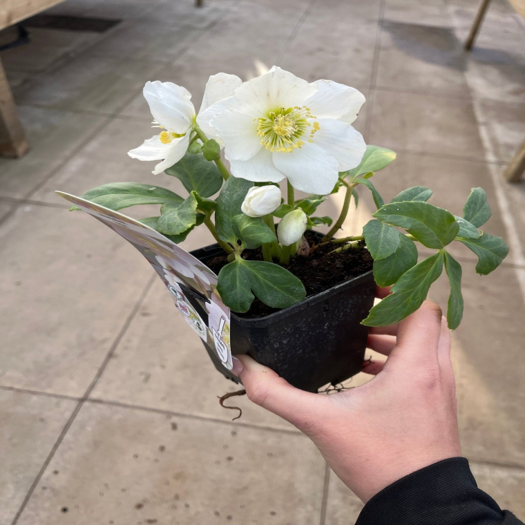 Christrose im Topf als Weihnachtsgeschenk