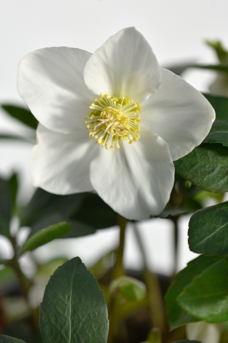 die Künigin im winterlichen Garten - die Christrose!