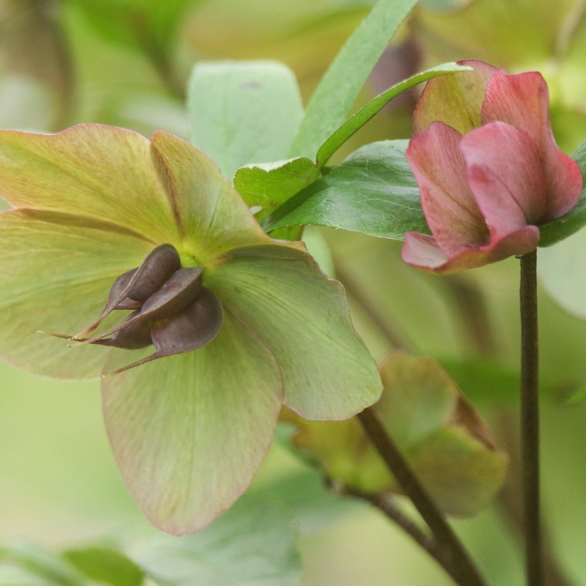 junge Blüten der Christrose im Winter