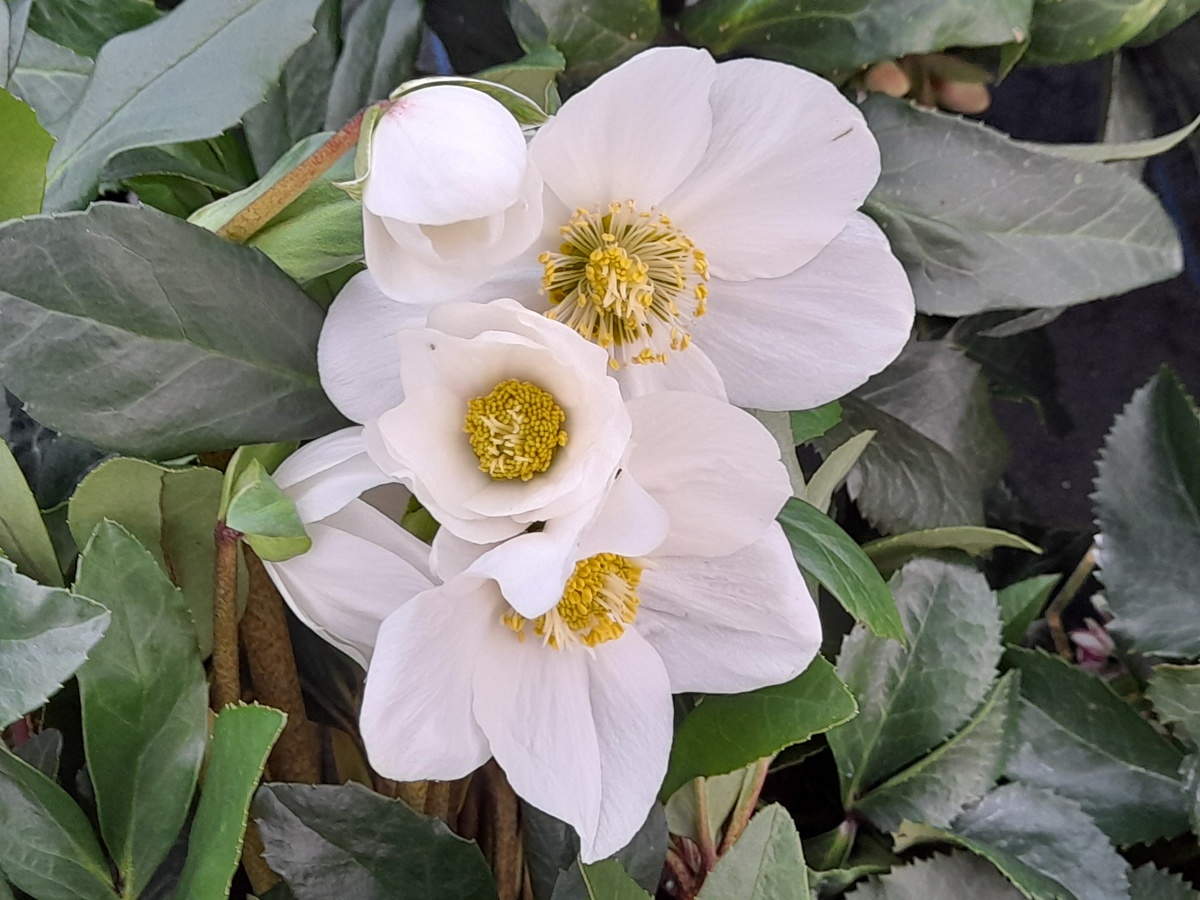 hellrosa Blüten im Garten - die Christrose