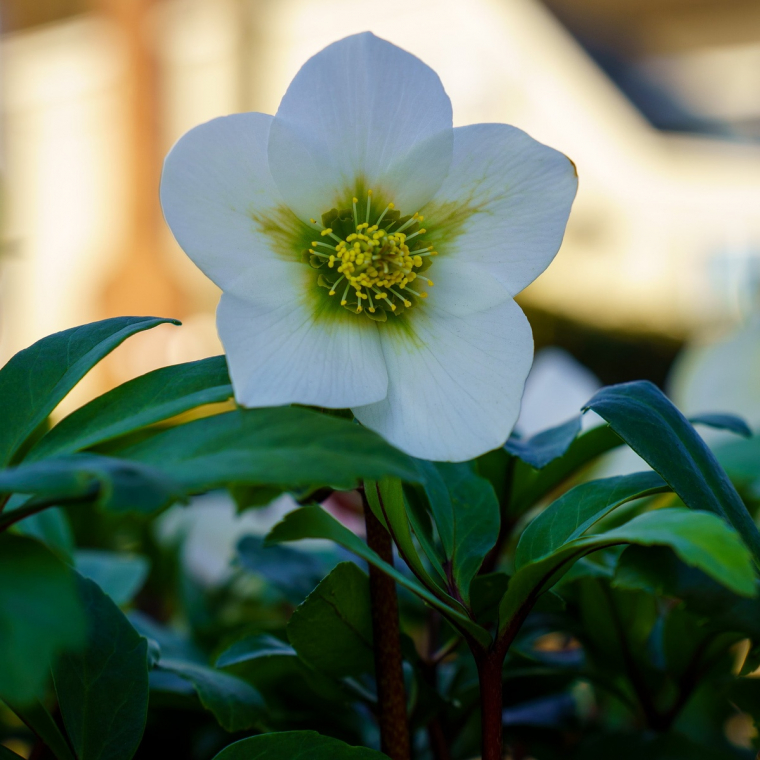 schöne weiße Blüte und dunkelgrüne Blätter