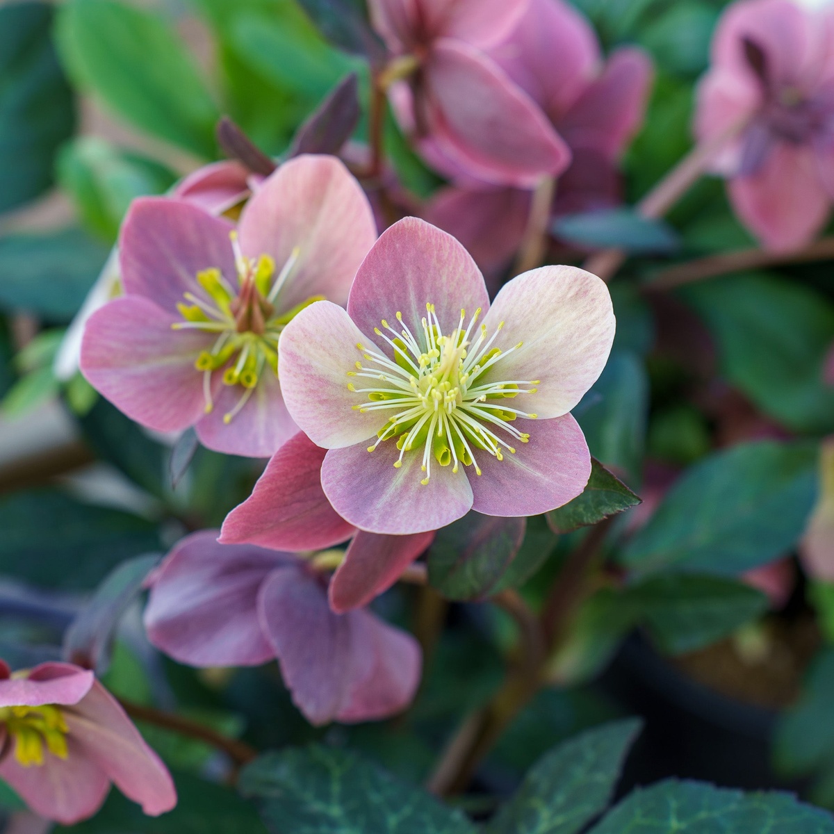 rosa bis rötliche Blüten der Schneerose