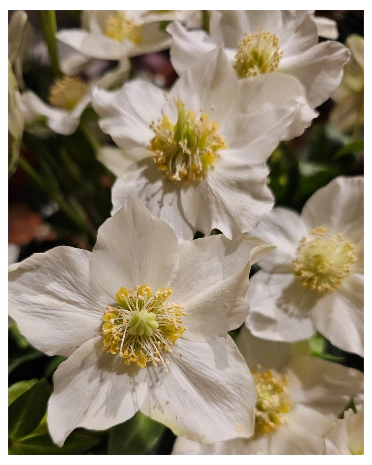 viele weiße Blüten der Christrosen