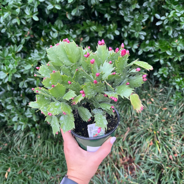 die Pflanze hat kleine Knospen