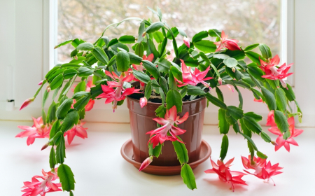 Weihnachtskaktus blüht prächtig