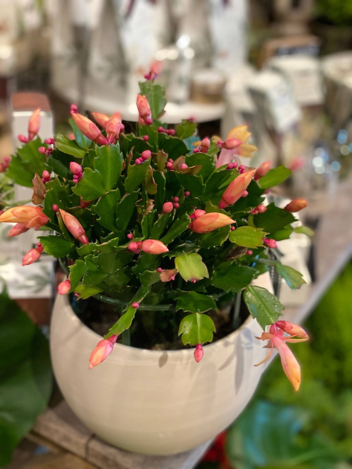 die Blütezeit beginnt