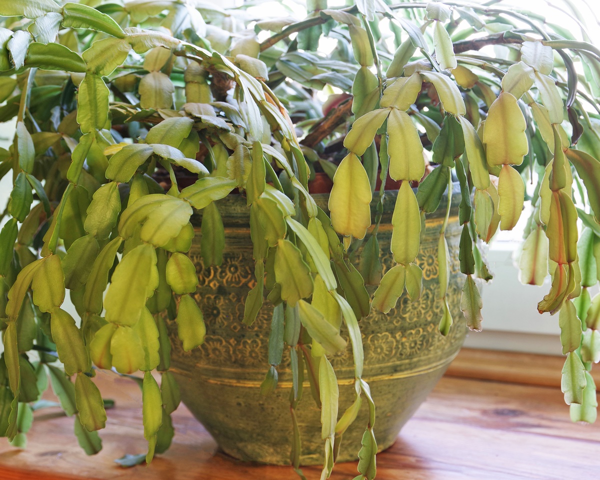 grüne Triebe ohne Stacheln