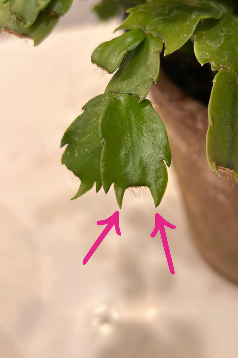 Der Weihnachtskaktus hat keine Triebe