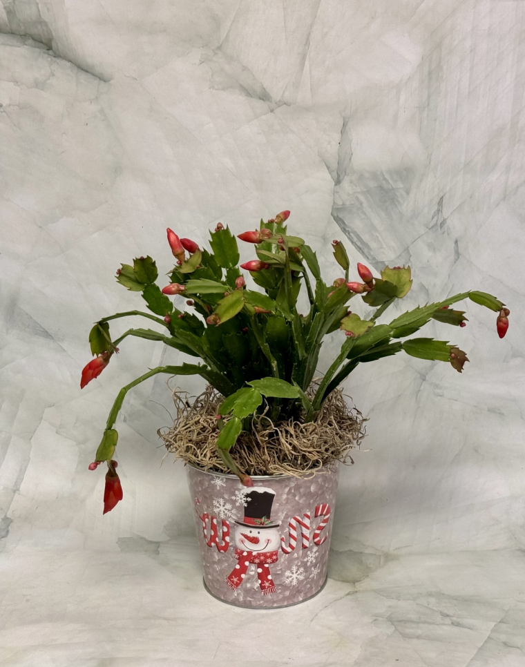 schönes Geschenk zu Weihnachten