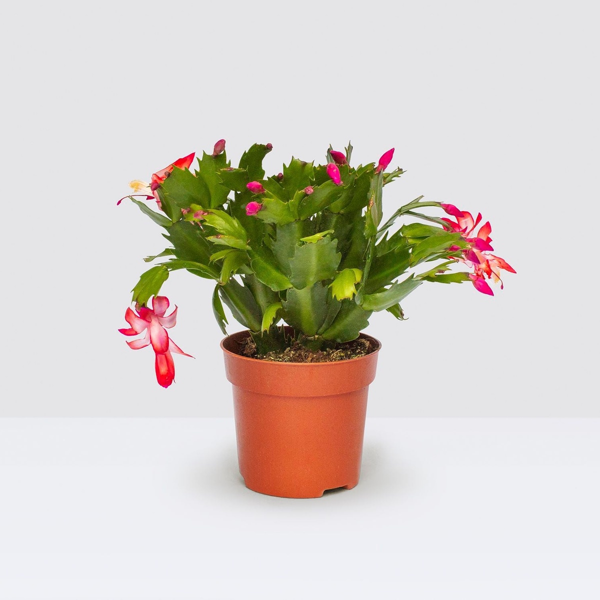 die Pflanze drinnen beim Blühen