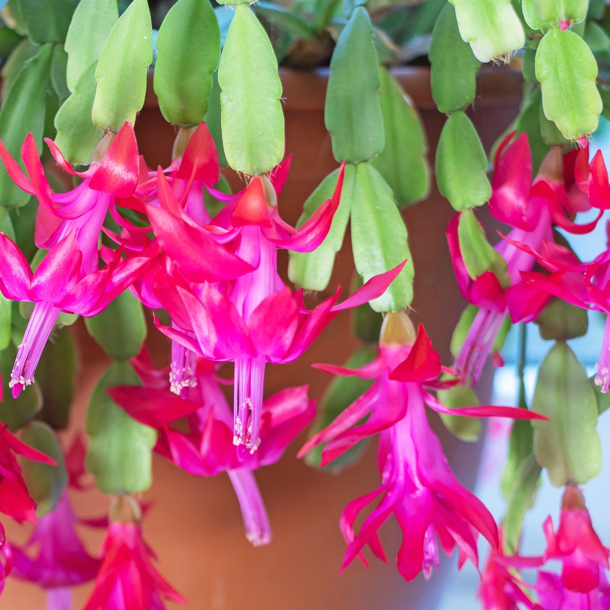 wunderschöne Blütenpracht zu bestaunen