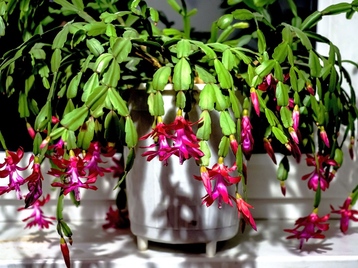 Nach der Blüte folgt eine Ruhephase