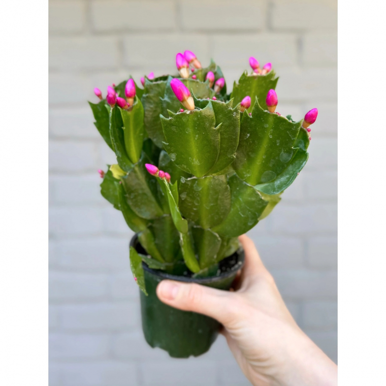 Weihnachtskaktus ist ein passendes Geschenk