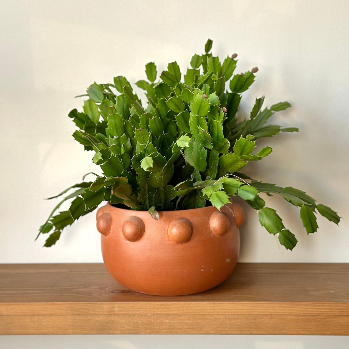 Weihnachtskaktus ohne Blüten